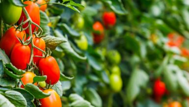 Thermal Mass Flow Meters and Mass Regulators for Gases From Vögtlin’s “Red-Y Smart Series” Control Tomato Ripening With Ethylene